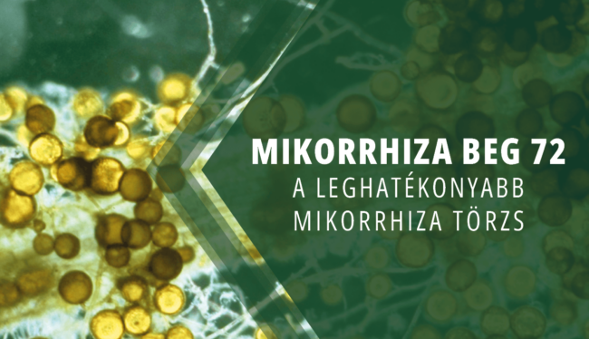 Mikorrhiza gomba ajánlása ültetéshez