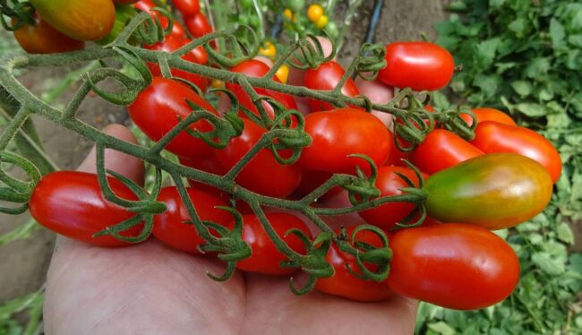 Zuccherino F1 paradicsom