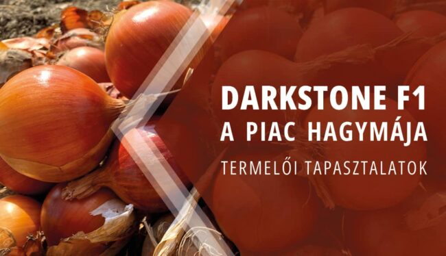 Darkstone F1 vöröshagyma vetőmag hagymatermelőknek