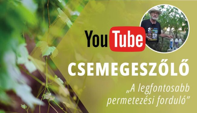 Legfontosabb permetezés csemegeszőlőben