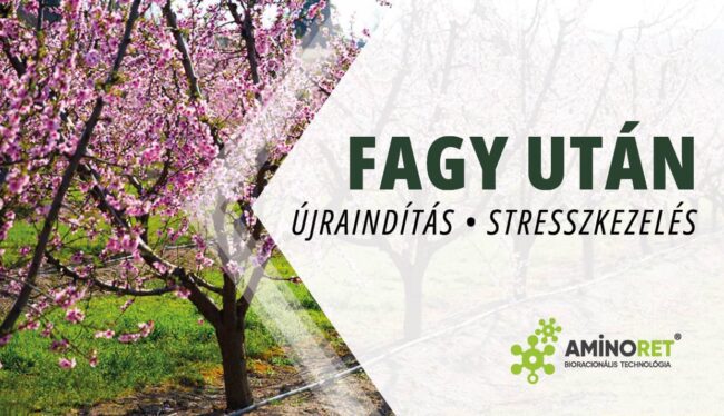 Fagykár utáni újraindítás gyümölcsösben